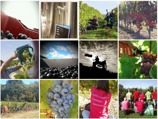 Vendanges 2015