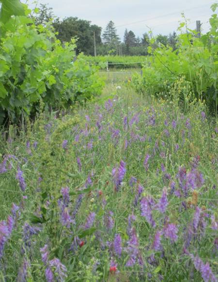 A la découverte de la cuvée Eden du château l’Escart