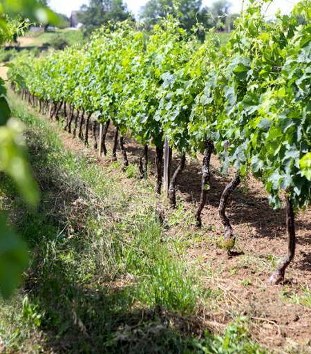 A la découverte de la cuvée des anges du château Cajus