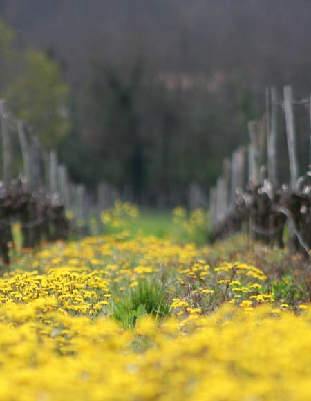 A la découverte de la cuvée Carmenère