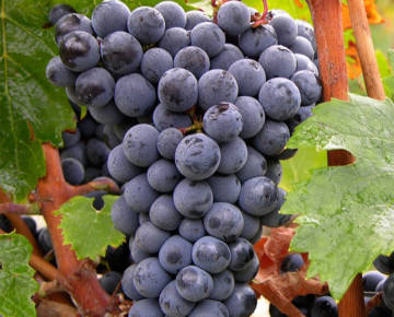 CABERNET FRANC