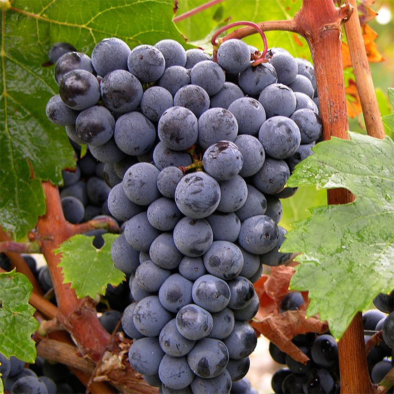 CABERNET FRANC