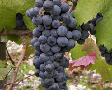 CARMENERE