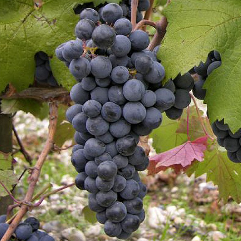 CARMENERE