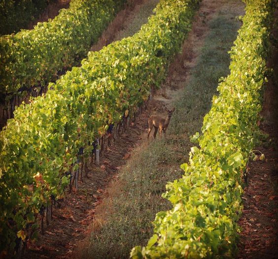 Vendanges au Château Fontoy