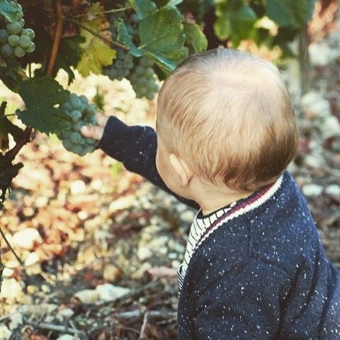 un #happybday à notre petit dernier, Camille ! #vendanges de notre 100% Sauvignon Blanc