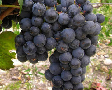 MALBEC (ou côt)