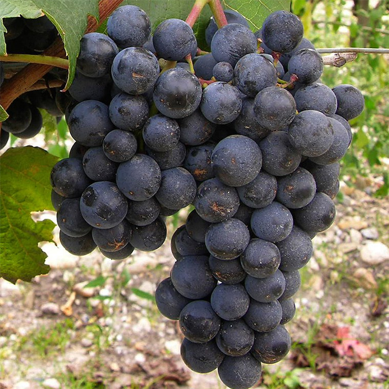 MALBEC (ou côt)