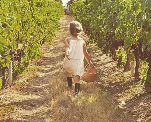 Avant les Vendanges