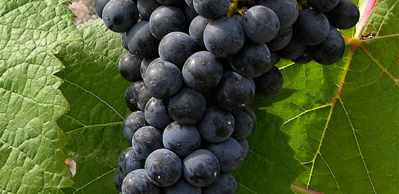 PETIT VERDOT