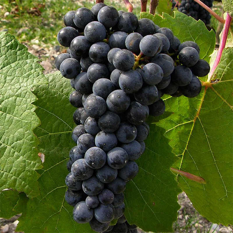 PETIT VERDOT