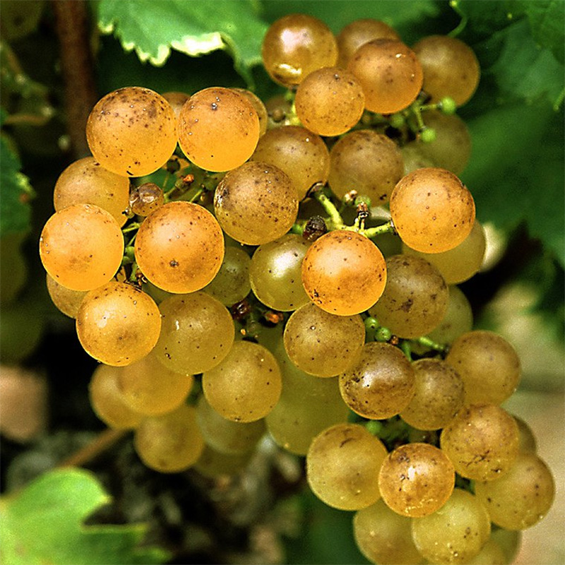 SEMILLON