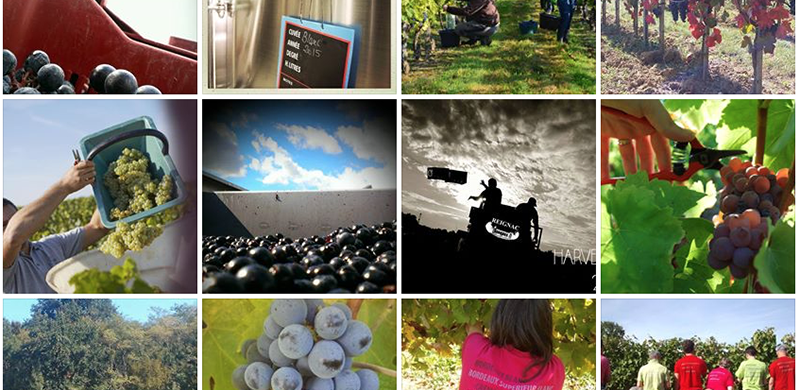 Vendanges 2015 : l’album photo de nos vignerons !