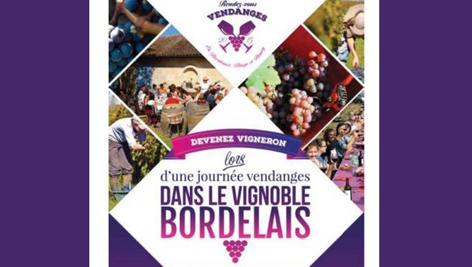 Devenez vigneron lors d’une journée vendanges dans le vignoble bordelais
