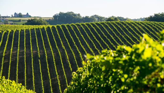 Sortir en septembre & octobre 2015 dans le vignoble