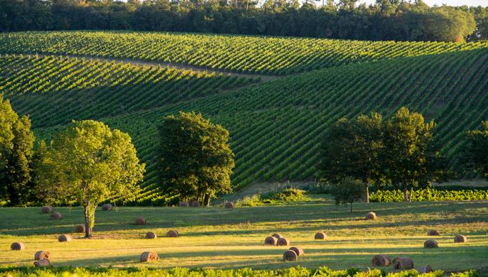 Sortir en juillet 2015 dans le vignoble